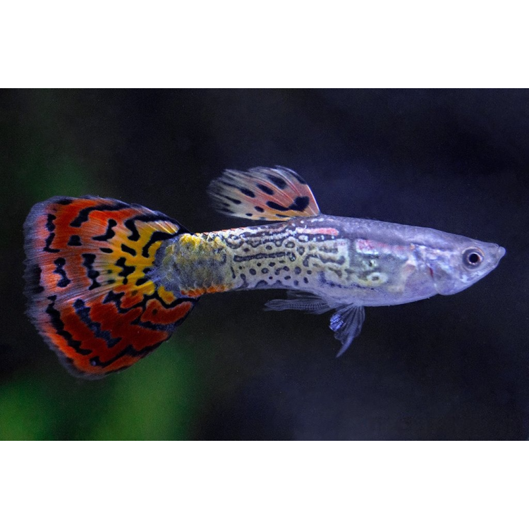 Poecilia ret. cobra multicolor elephant ears Mascul - imagine 4